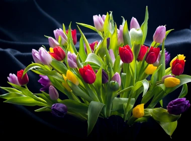 色彩缤纷的郁金香，红色，粉色，紫色，黄色的花朵 1920x1440