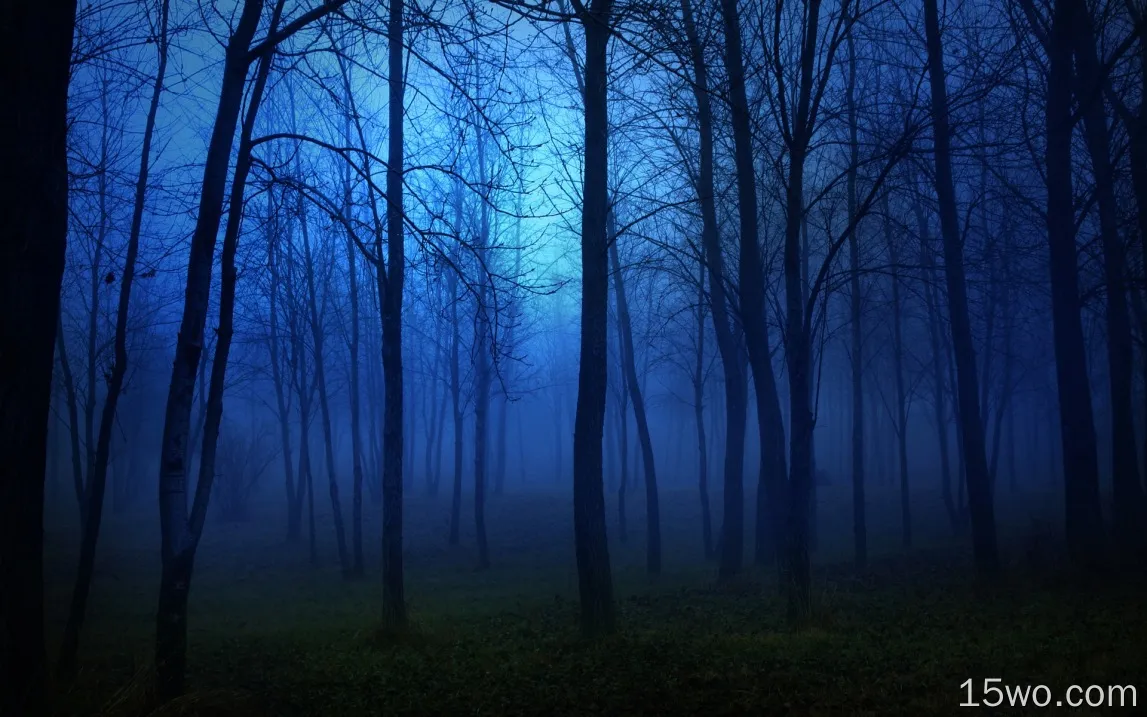 早晨的森林，雾，树木，蓝色