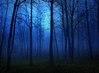 早晨的森林，雾，树木，蓝色 1920x1200