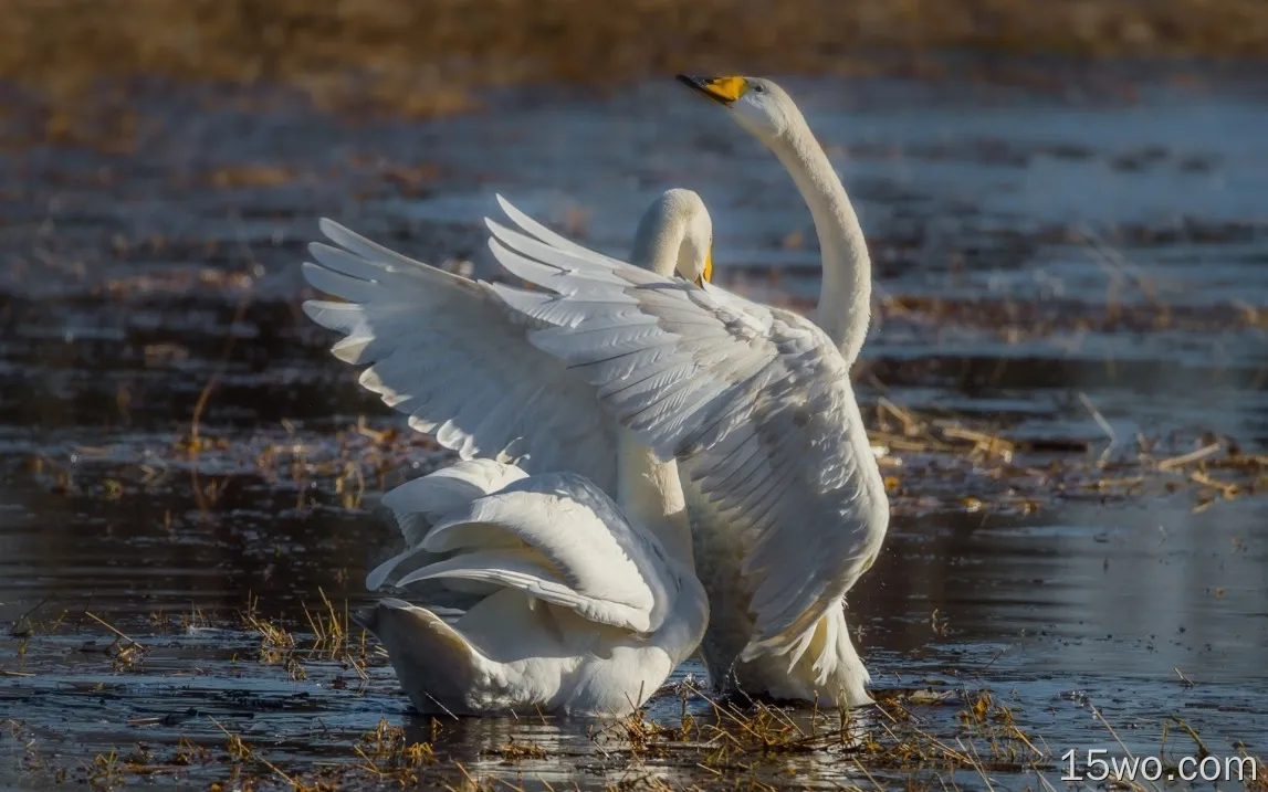 池塘里，两只白色的天鹅，情侣