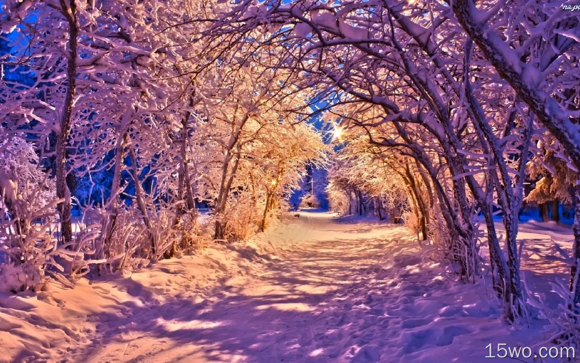 冬天，公园在晚上，雪，树，路，灯