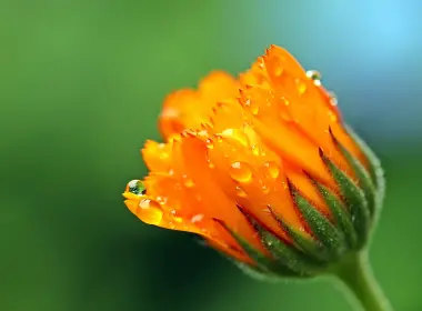 自然 Marigold 花卉 花 微距 Yellow Flower 水滴 高清壁纸 4471x2845