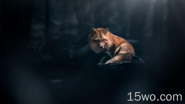 福克斯,红狐狸,猫科,中小型猫,胡须,壁纸,3840x2160