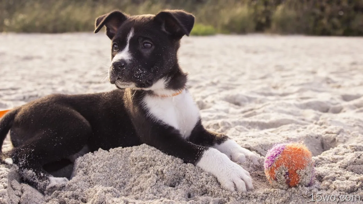 动物 幼犬 狗 海滩 球体 Sand Pet 高清壁纸