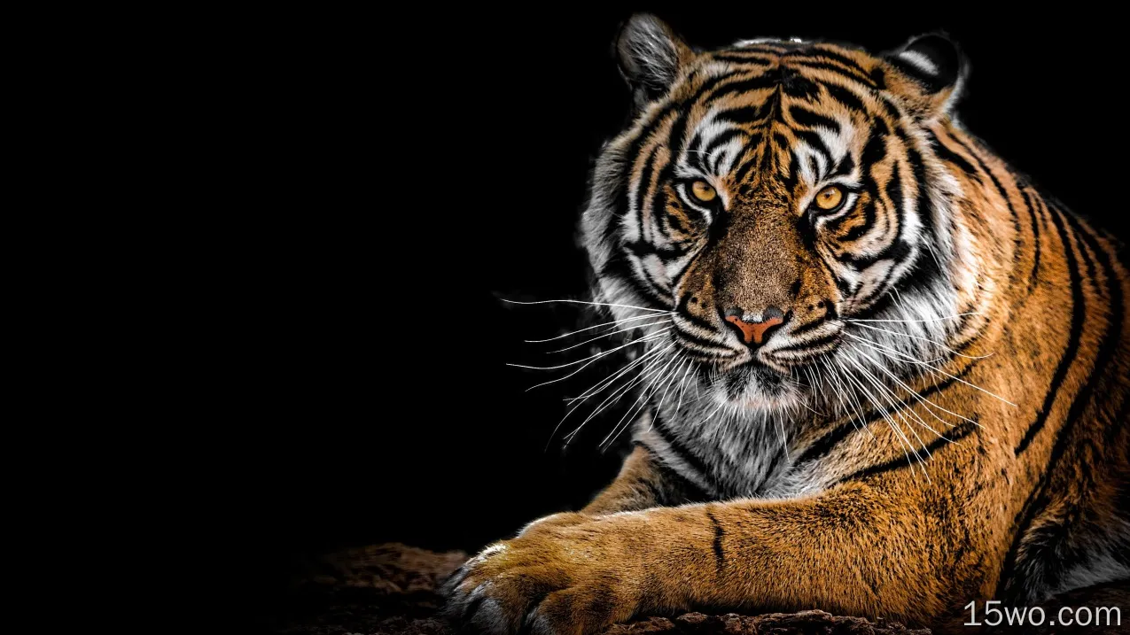 动物 老虎 猫 Siberian Tiger Big Cat Wildlife predator 高清壁纸