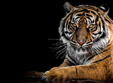 动物 老虎 猫 Siberian Tiger Big Cat Wildlife predator 高清壁纸 3840x2160