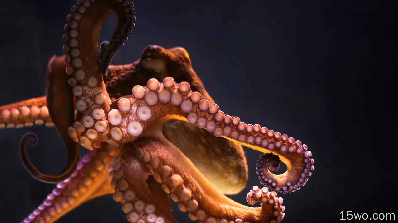 动物 Octopus 高清壁纸