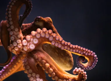 动物 Octopus 高清壁纸 3840x2160