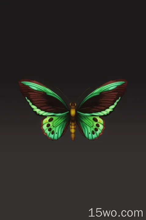 蝴蝶设计，数字艺术，翅膀