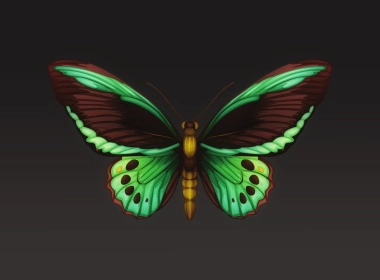 蝴蝶设计，数字艺术，翅膀 4000x6000