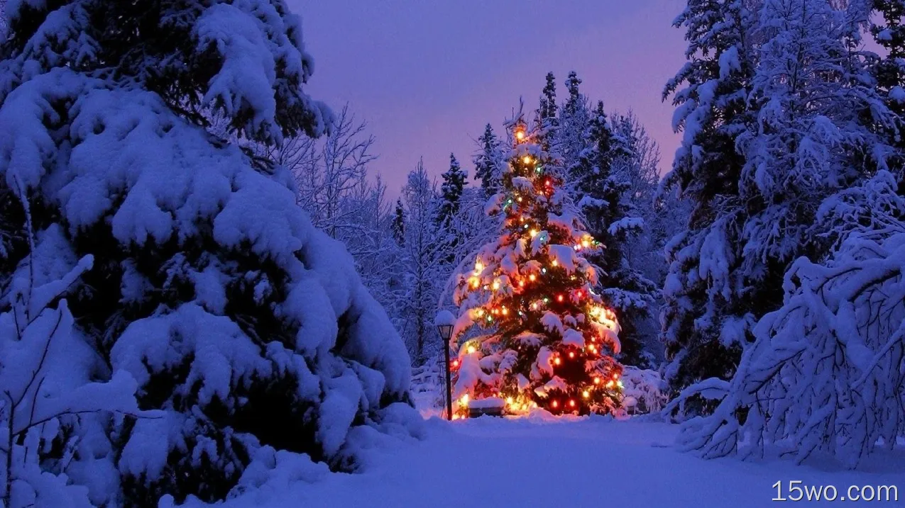 节日 圣诞节 Christmas Tree Christmas Lights Evening 高清壁纸