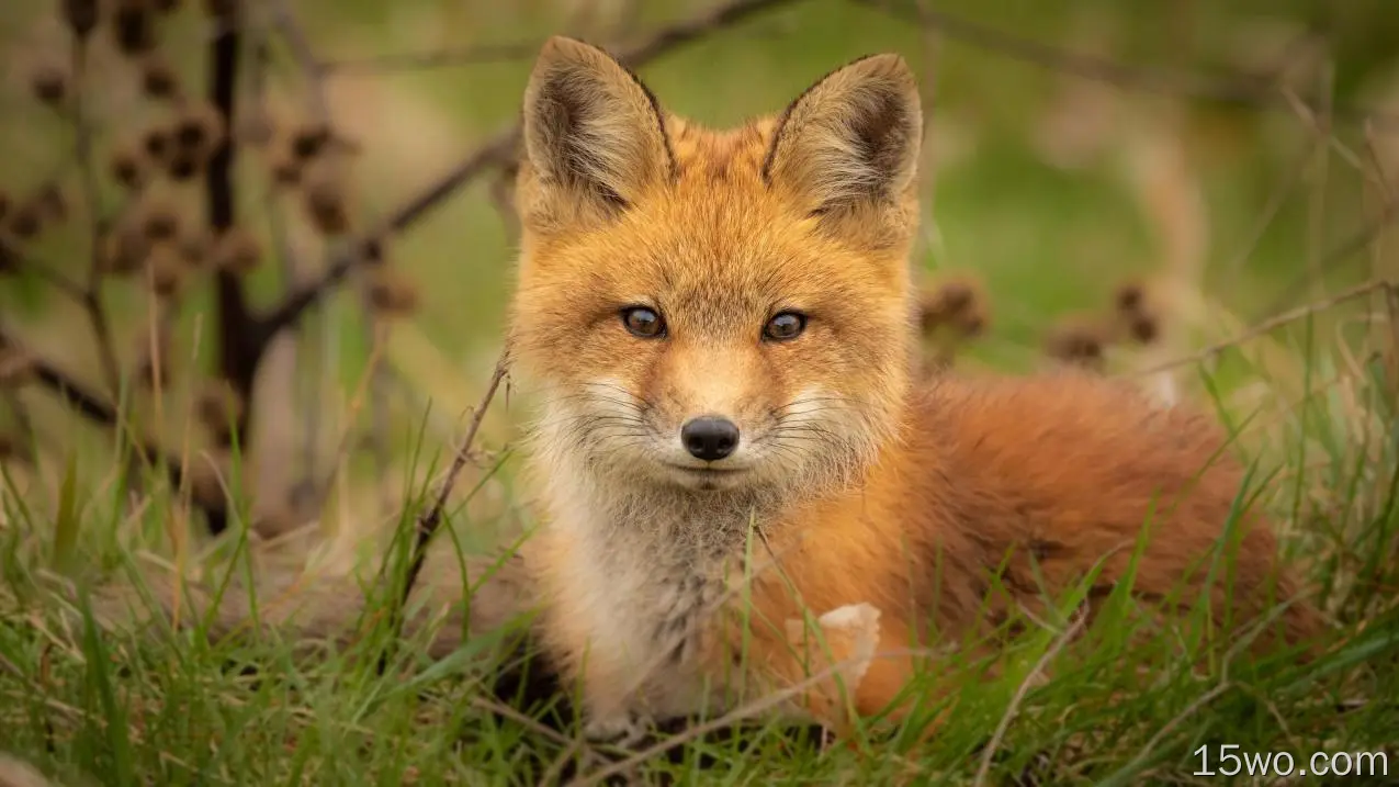 狐狸、毛茸茸的、野生的、耳朵、特写