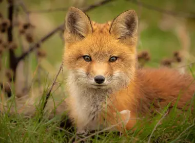 狐狸、毛茸茸的、野生的、耳朵、特写 3840x2160