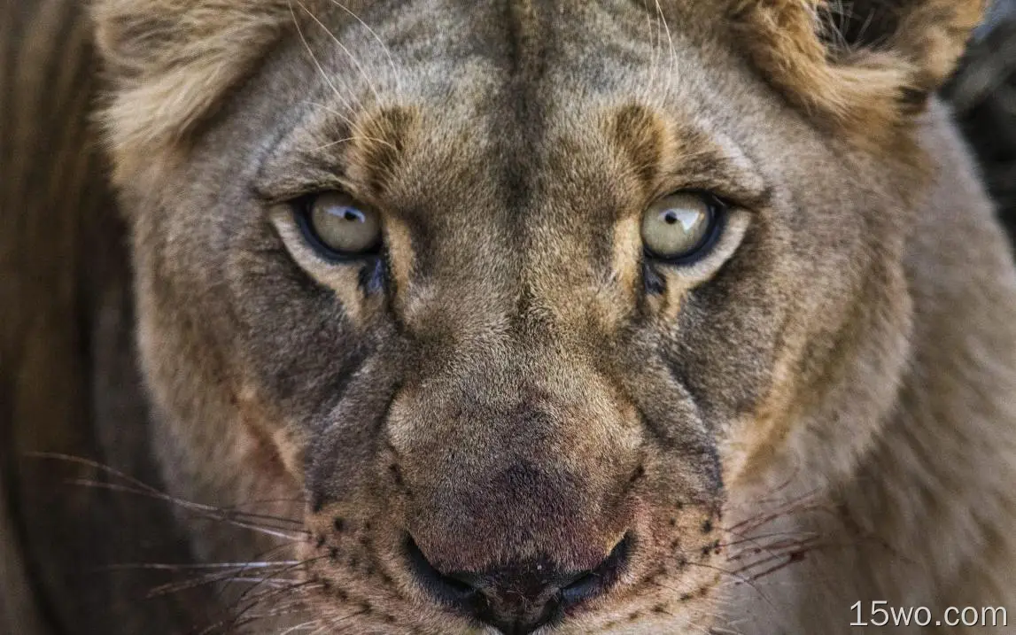 动物 狮子 猫 面容 Close-Up 高清壁纸