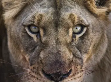 动物 狮子 猫 面容 Close-Up 高清壁纸 2880x1800