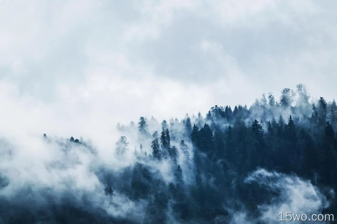 自然 雾 大自然 森林 高清壁纸