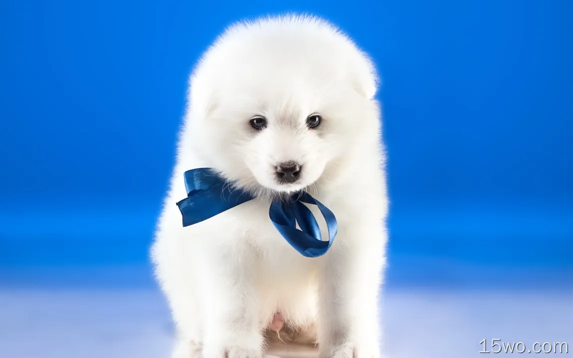 白色的狗，蓝色背景