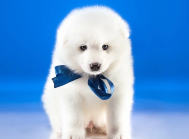 白色的狗，蓝色背景 2880x1800
