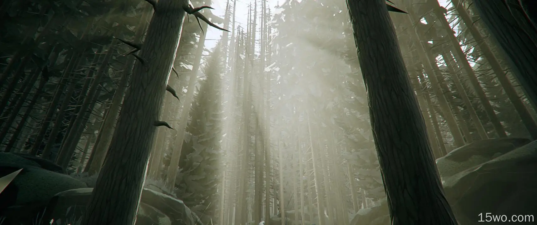 长树、森林、薄雾