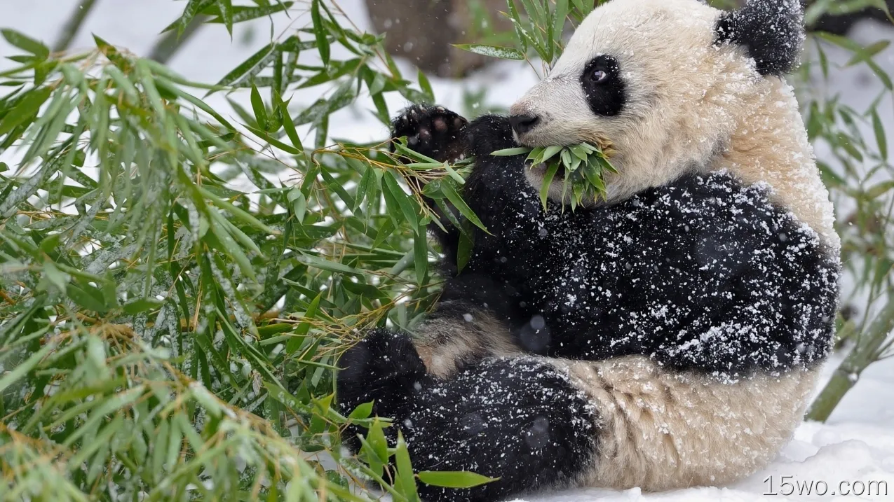 熊猫，叶子，吃，可爱