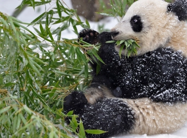 熊猫，叶子，吃，可爱 2560x1440