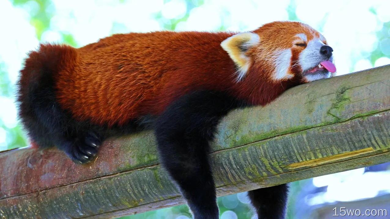 动物 小熊猫 Sleeping 高清壁纸