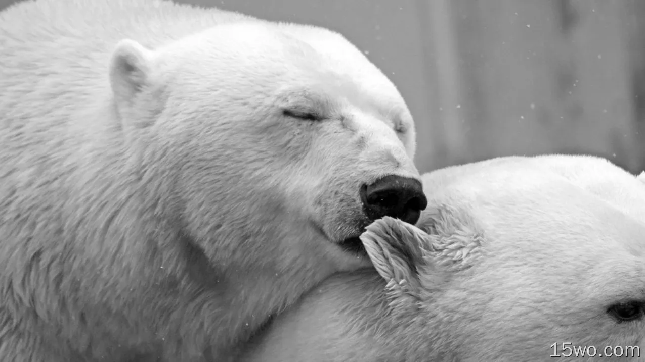 动物 北极熊 熊 爱 高清壁纸