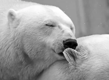 动物 北极熊 熊 爱 高清壁纸 3840x2160