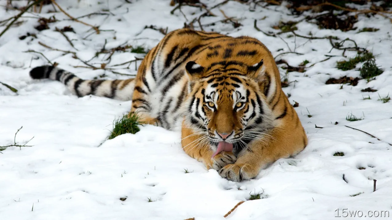 老虎，躺下，捕食者，大猫，雪