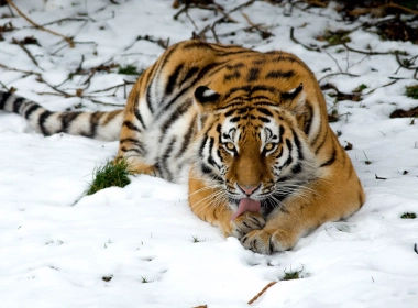 老虎，躺下，捕食者，大猫，雪 3840x2160