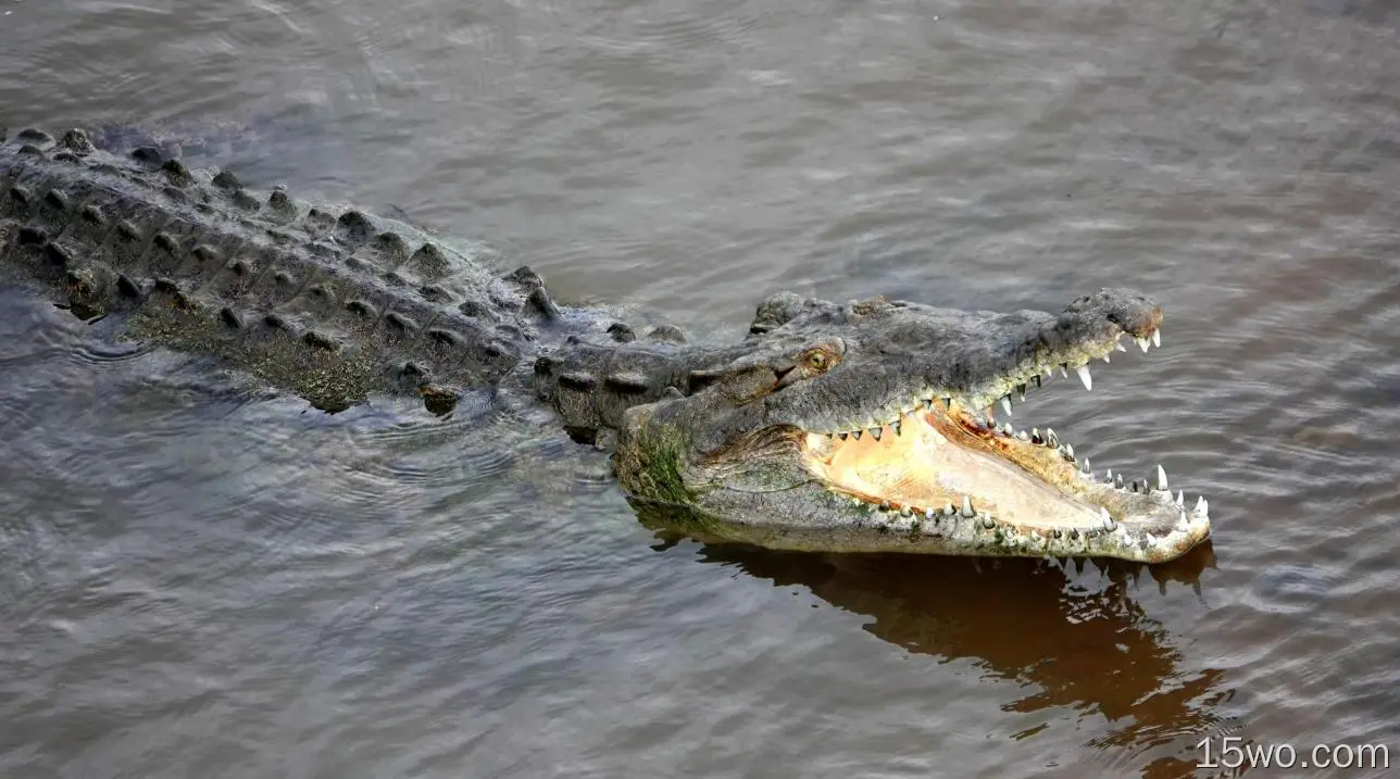 动物 鳄鱼 爬行动物 American Crocodile Costa Rica 高清壁纸