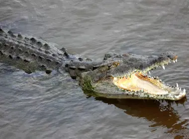 动物 鳄鱼 爬行动物 American Crocodile Costa Rica 高清壁纸 4755x2647