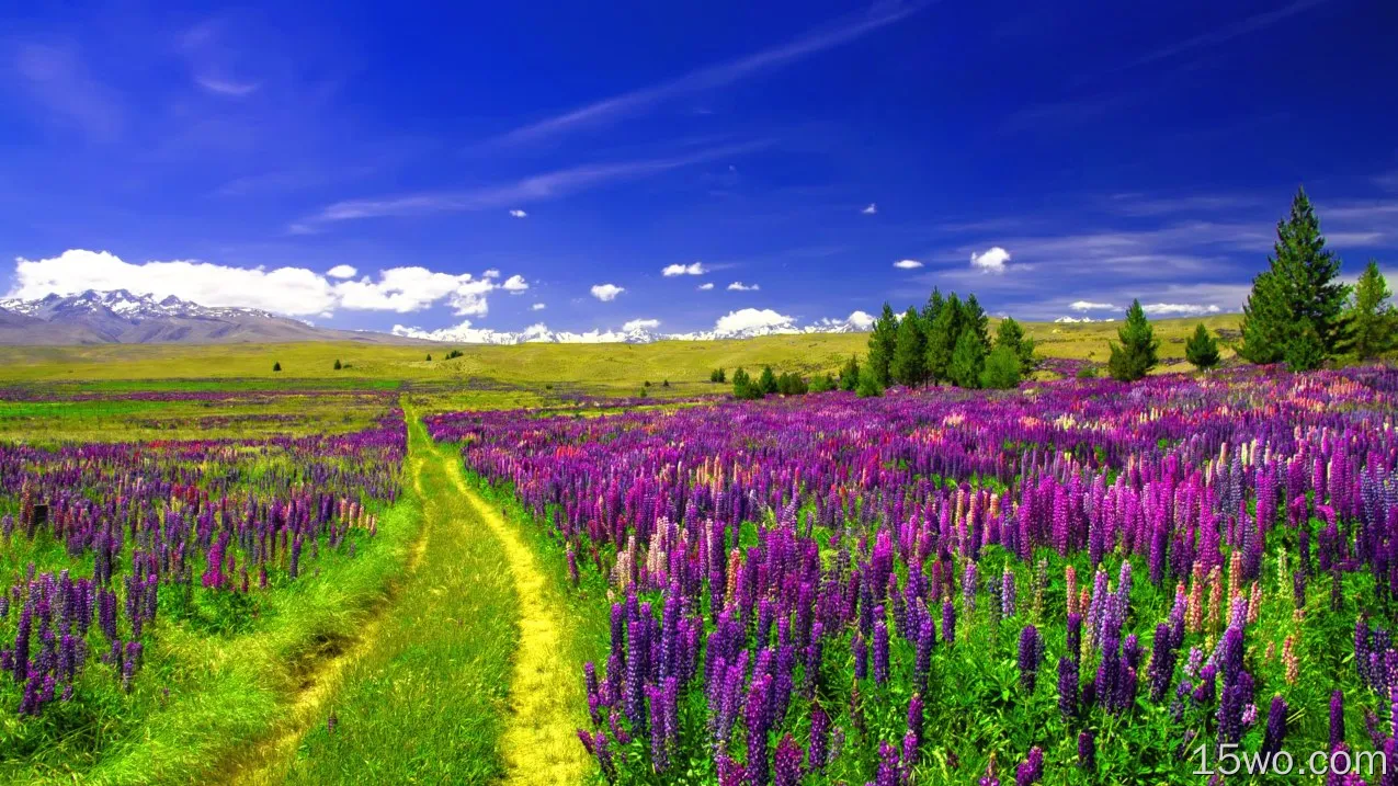 自然 羽扇豆 地球 花 田野 幽径 Purple Flower 风景 高清壁纸