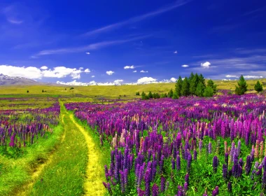 自然 羽扇豆 地球 花 田野 幽径 Purple Flower 风景 高清壁纸 3840x2160