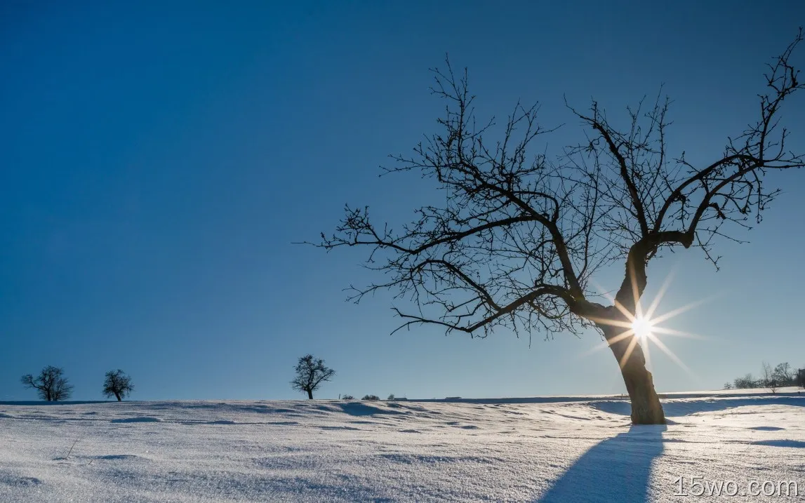 德国，雪，冬天，树木，太阳光线