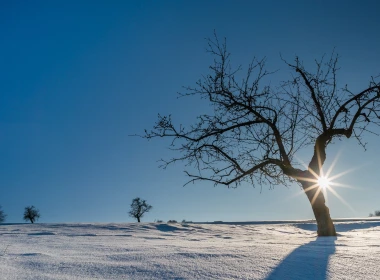 德国，雪，冬天，树木，太阳光线 2560x1600