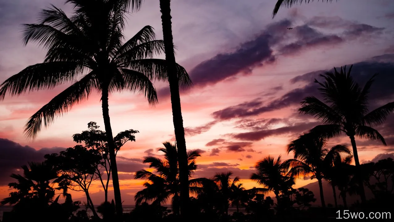 自然 棕榈 热带 日落 日出 天空 云 高清壁纸
