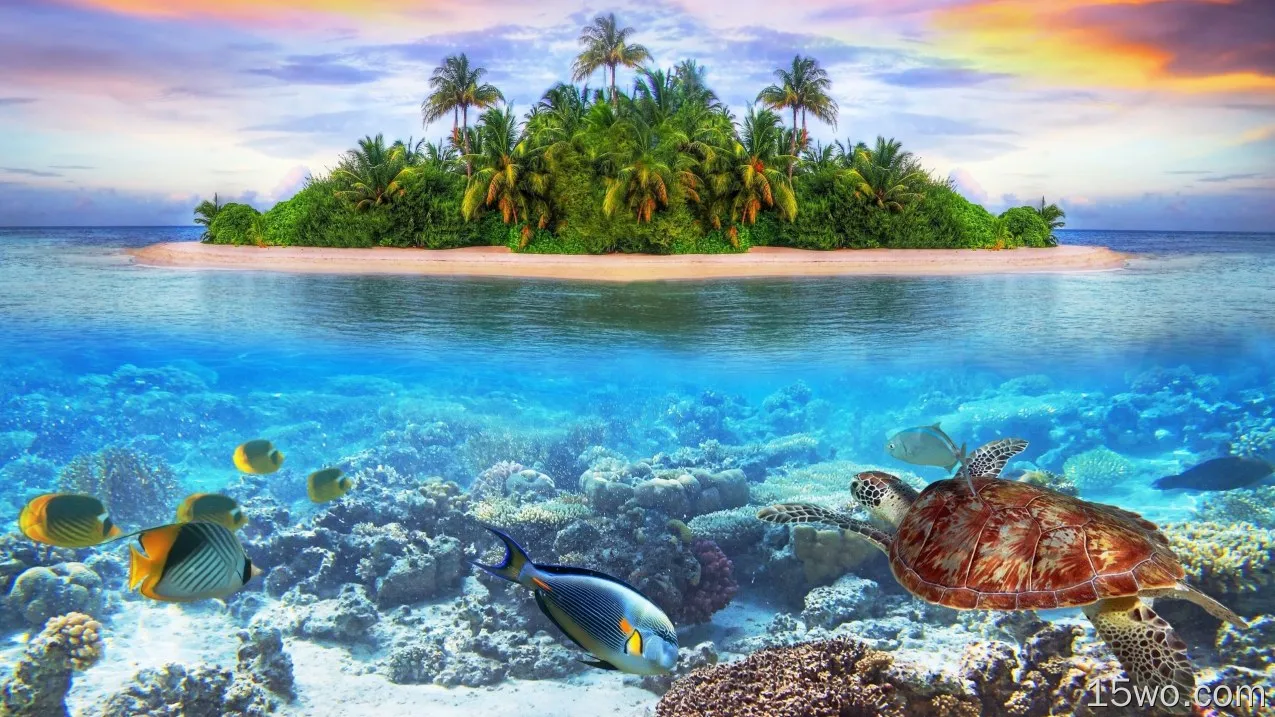 自然 Underwater Maldives Reef 岛屿 龟 鱼 高清壁纸