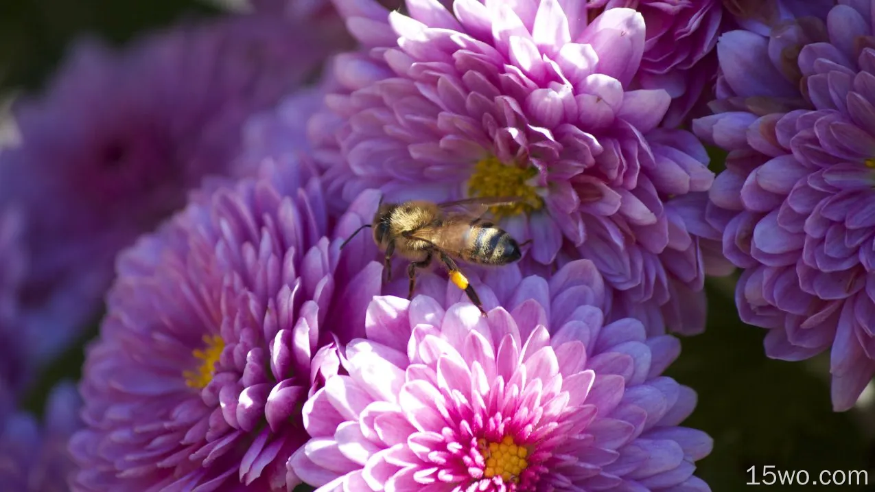 动物 蜜蜂 昆虫 花 Pink Flower 高清壁纸