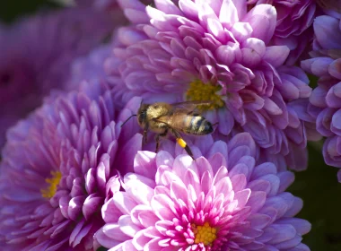 动物 蜜蜂 昆虫 花 Pink Flower 高清壁纸 3840x2160