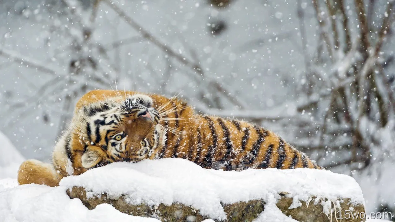 动物 老虎 猫 Snow 高清壁纸