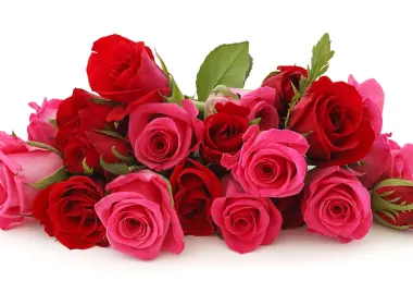 自然 玫瑰 花卉 Close-Up Pink Flower Red Flower 花 高清壁纸 3840x2160