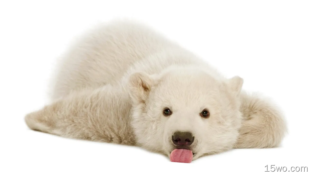 动物 北极熊 熊 Cub Lying Down 可爱 Baby Animal 高清壁纸