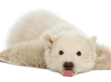 动物 北极熊 熊 Cub Lying Down 可爱 Baby Animal 高清壁纸 5120x2880
