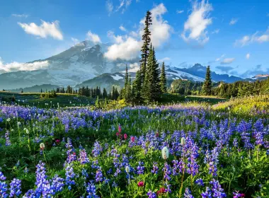 自然 Mount Rainier 山 花 田野 羽扇豆 Purple Flower 高清壁纸 3839x1975