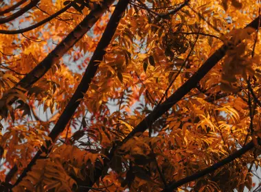 秋天的树叶、秋天、树木、树枝、美丽 4000x6000