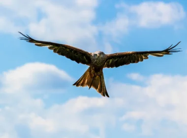 动物 Peregrine Falcon 鸟 猛禽 Flying 天空 蓝色 Bird Of Prey 高清壁纸 3840x2160