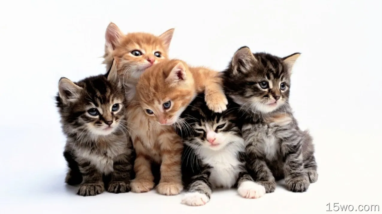 动物 猫 Kitten Adorable 可爱 Baby Animal Pet 高清壁纸