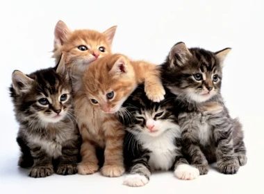 动物 猫 Kitten Adorable 可爱 Baby Animal Pet 高清壁纸 3840x2160