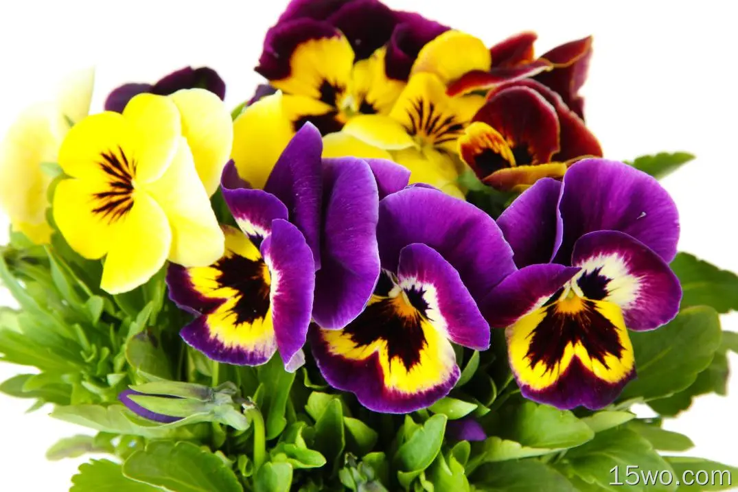 自然 三色堇 花卉 地球 花 Close-Up Yellow Flower Purple Flower 高清壁纸